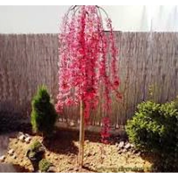 Malus 'Royal Beauty'- Díszalma csüngő ágú K7,5  T120