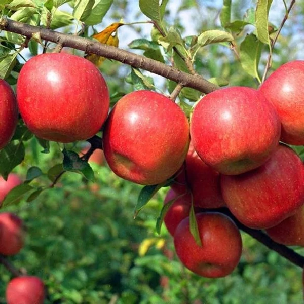Malus domestica Fuji - Fuji alma K10