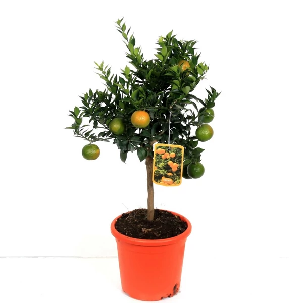 Citrus myrtifolia 'Chinotto' - Mirtuszlevelű törpenarancs K25