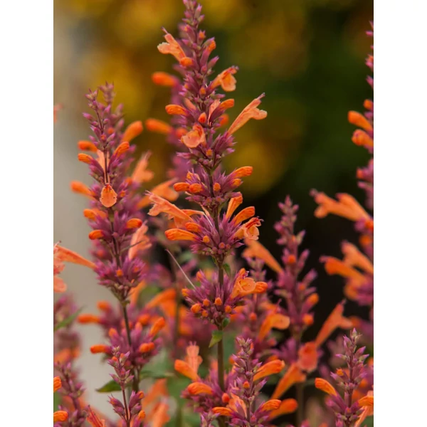 Agastache Mango Tango - Izsópfű D14