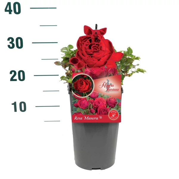 Rosa Manora - Vörös bokorrózsa P19 25 cm