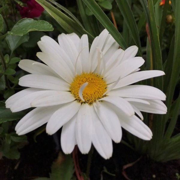 Leucanthemum superbum Western Star Libra Kerti margaréta Cs14