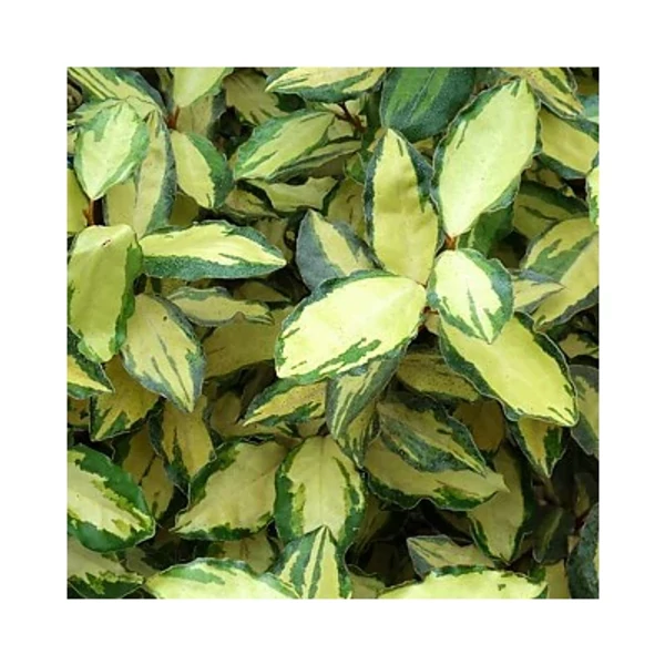 Elaeagnus x ebbingei 'Maryline' – Széleslevelű ezüstfa Maryline bush C3