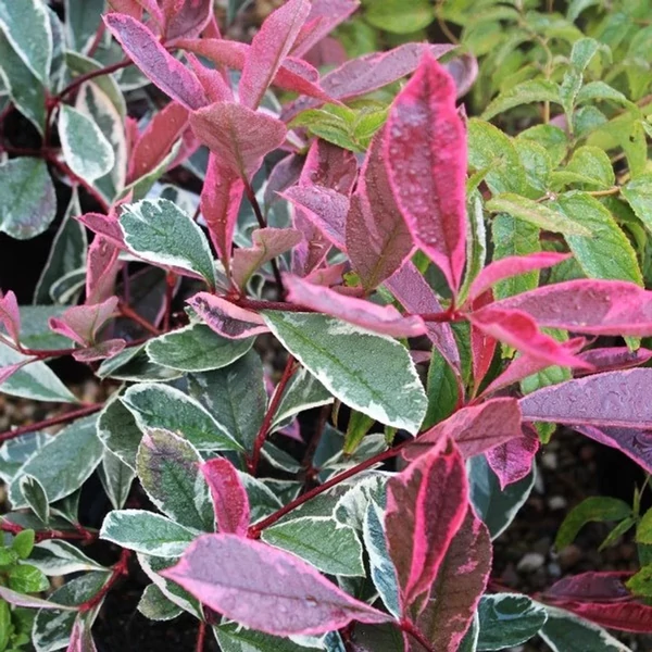 Photinia x fraseri Pink Marble– Rózsaszín tarkalevelű korallberkenye K 20/30