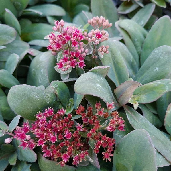 Sedum telephium Marina - Varjúháj D14