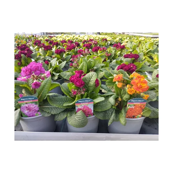 Primula Extra - Kankalin magasszárú