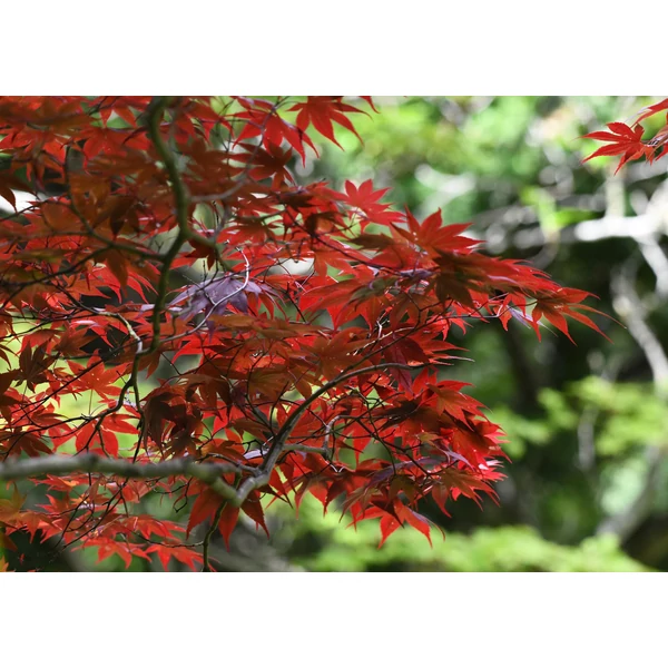 Acer palmatum 'Masu Kagami' - Japán juhar K15 100/125