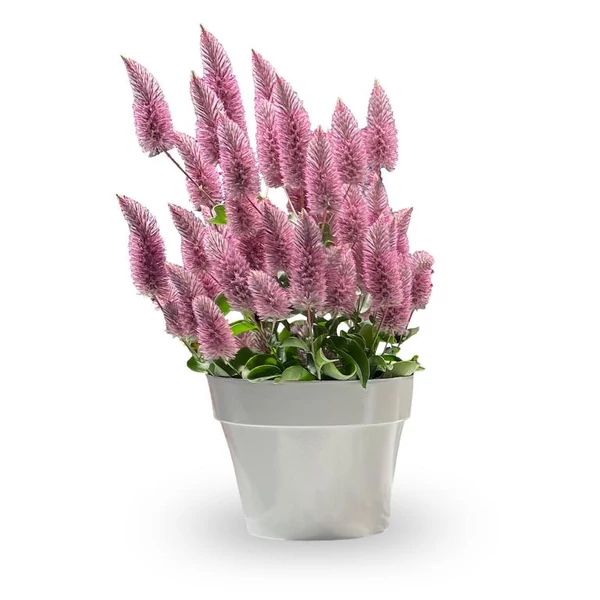 Ptilotus exaltatus Matilda - Mula mula Cs14