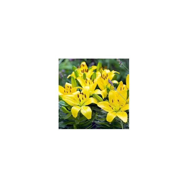 Lilium Asiatic Golden Matrix Cs14