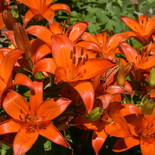 Lilium Asiatic Orange Matrix Cs14