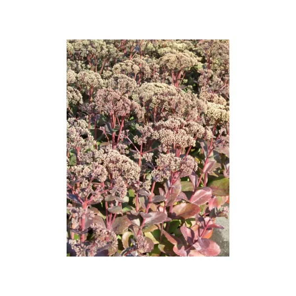 Sedum Matrona- Varjúháj CS9