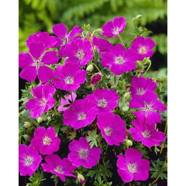 Geranium sanguineum 'Max Frei' - Gólyaorr Cs14