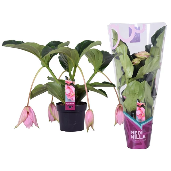 Medinilla Magnifica 2 etage 4 buds in exclusive sleeve - Medinilla P17 55 cm