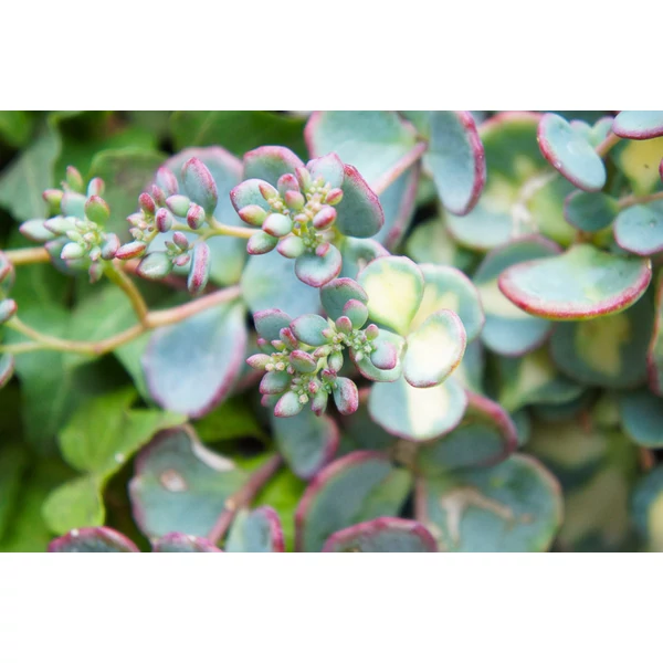 Sedum Sieboldi Mediovariegatum Cs9