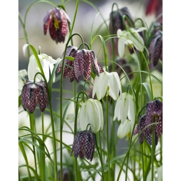 Jub fritillaria meleagris Mix - Mocsári kockásliliom  15 db/cs Jub fritillaria meleagris Mix - Mocsári kockásliliom  15 db/cs