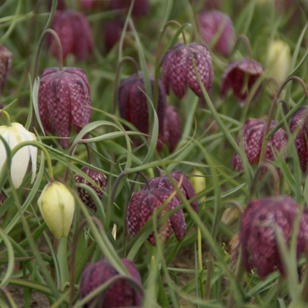 Mocsári Kockásliliom Fritillaria meleagris CS10,5
