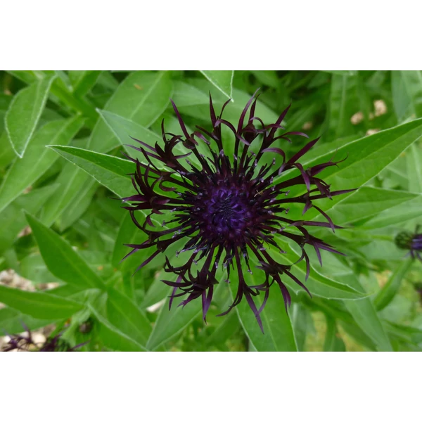 Centaurea montana Jordy  Hegyi imola Cs17