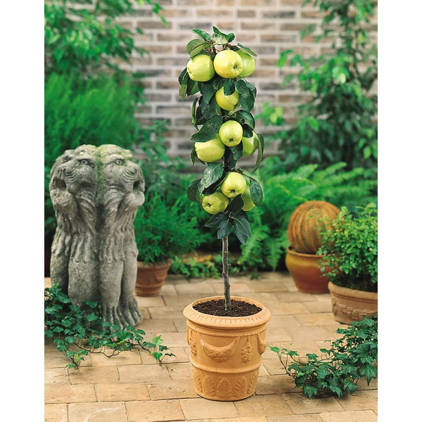 Malus domestica ‘Melo Nano’ – Törpe balkon almafa K10