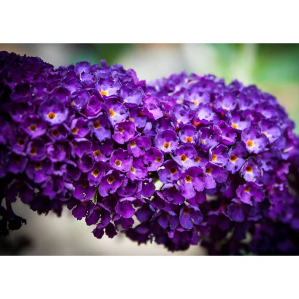 Buddleia davidii 'Buzz Mindnight' - Törpe Nyáriorgona K3