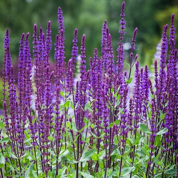 Salvia nemorosa Adrian- Ligeti zsálya CS9