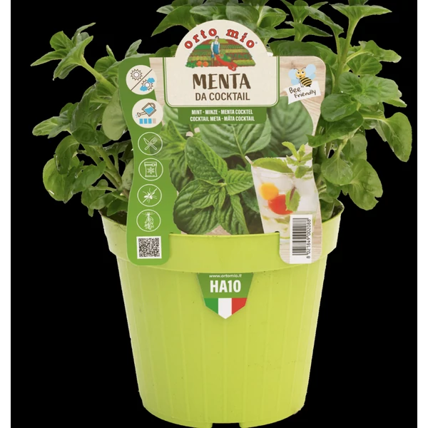 Fűszernövény Prémium palánta Marokkói menta CS14