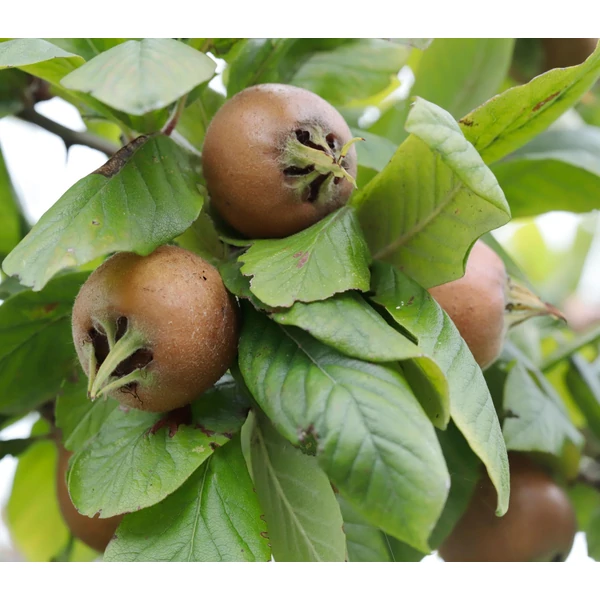 Mespilus germanica ‘Neapolo’ – Naspolya K10
