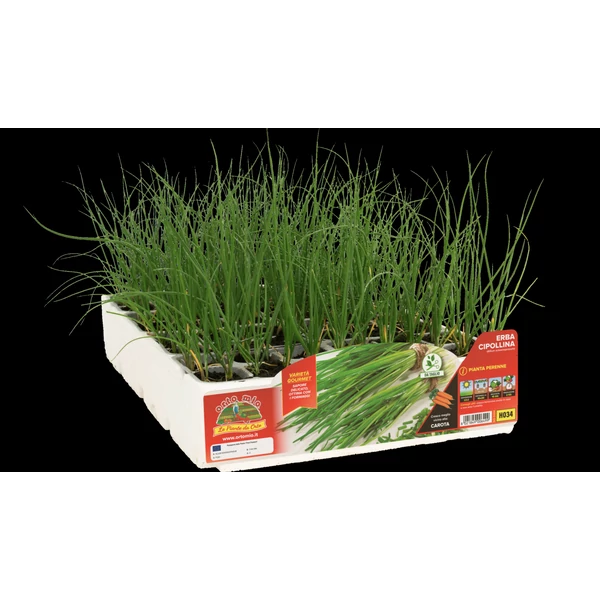 Palánta PAKK- Snidling metélőhagyma 6-os pakk SK