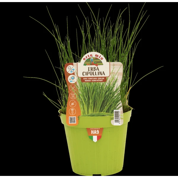 Fűszernövény - Snidling metélőhagyma Prémium CS14