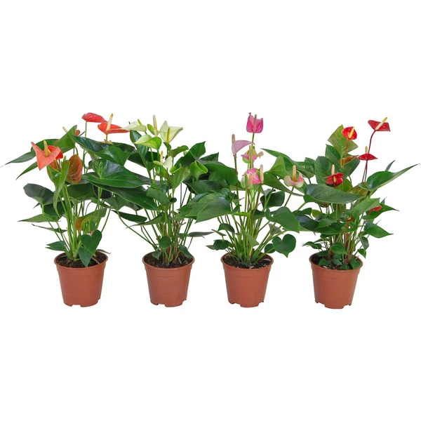 Anthurium - Flamingóvirág CS12