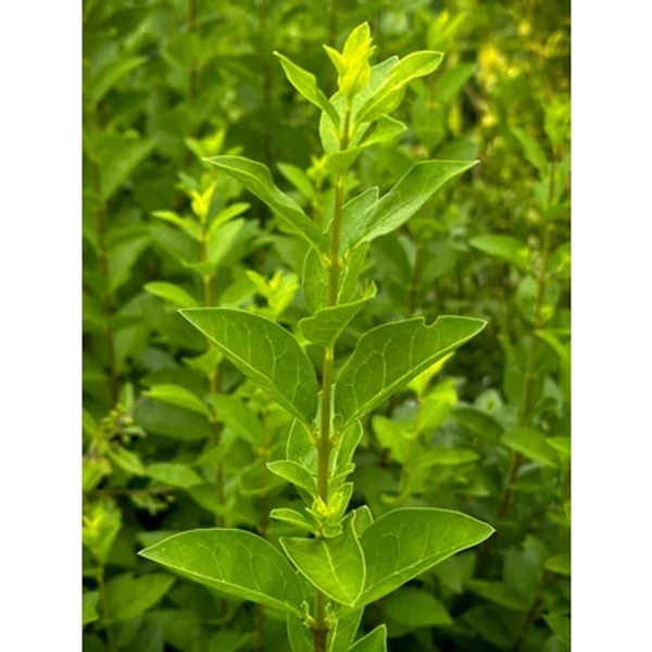 Ligustrum ovalifolium -Miki Széleslevelű fagyal K 2l 40/60