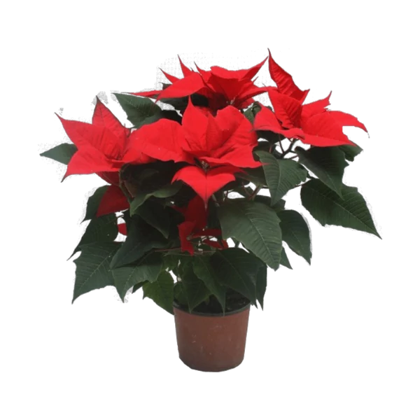 Mikulásvirág óriás Cs17