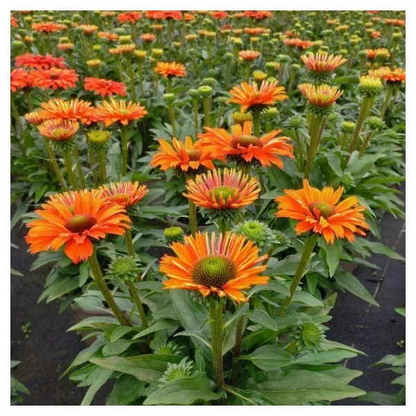 Echinacea - Kasvirág SunSeekers Mineola D14