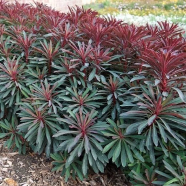 Euphorbia Miner Merlot Cs14
