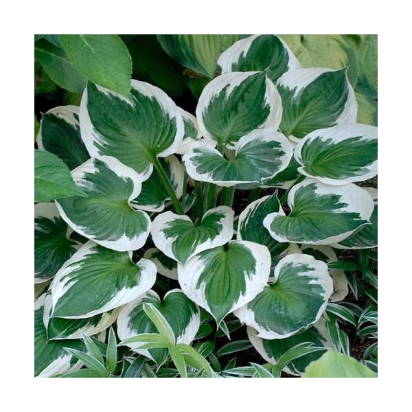 Hosta fortunei ‘Minuteman’ – árnyékliliom Cs14