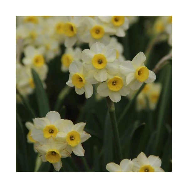 Narcissus ‘Minnow’ – tazetta nárcisz CS14