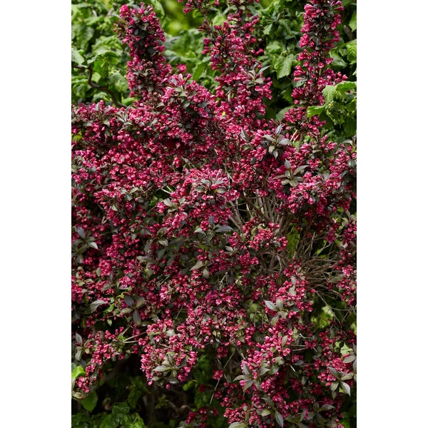 Weigela florida 'Minor Black Verweig - Törpe mélybordó rózsalonc K2 40-60