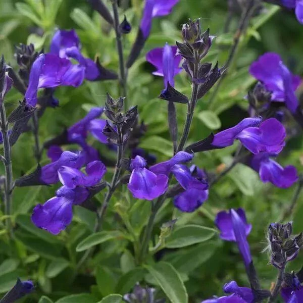 Salvia greggii ‘Mirage Blue’- őszi zsálya CS14