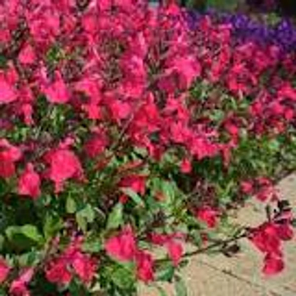 Salvia greggii Mirage Pink -  Őszi zsálya CS14