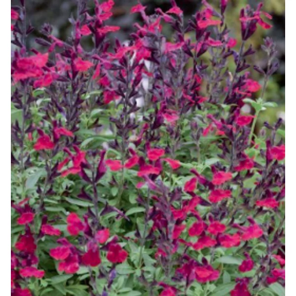 Salvia greggii Mirage Burgundy -  Őszi zsálya CS14