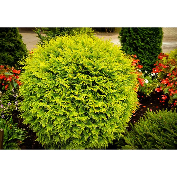 Thuja occidentalis ‘Mirjam’ – Arany törpe tuja K2 15/20