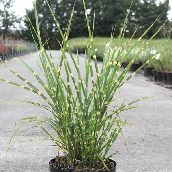 Miscanthus sinensis Strictus -  Fehércsíkos zebrafű CS19