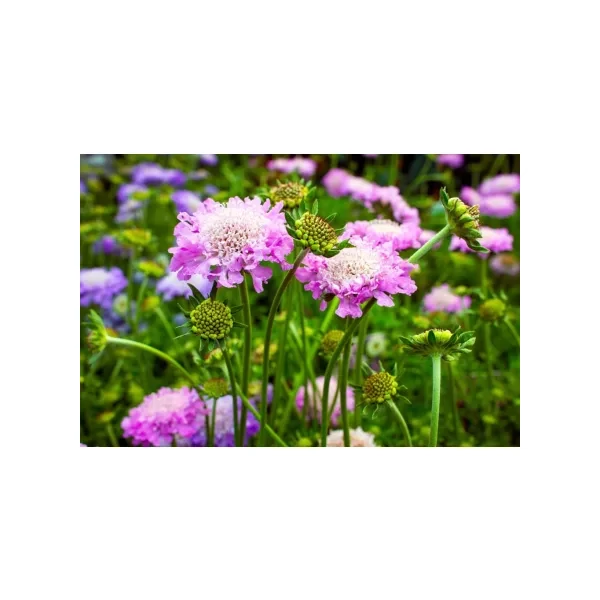 Scabiosa columbaria 'Pink Mist' - Ördögszem CS9