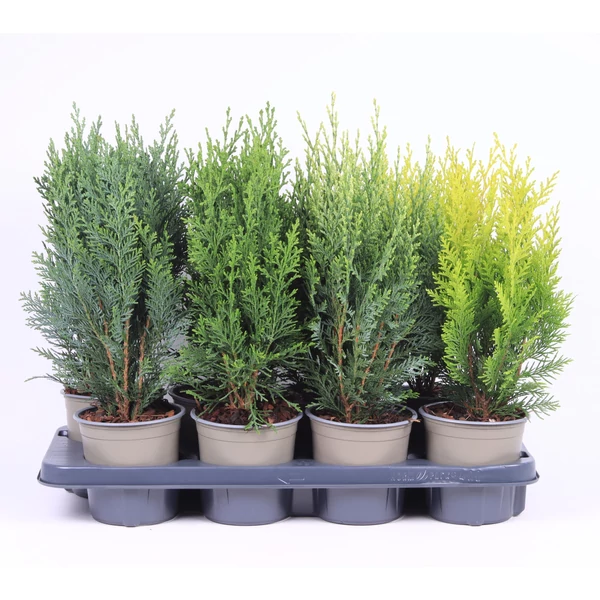 Chamaecyparis CS6 1db