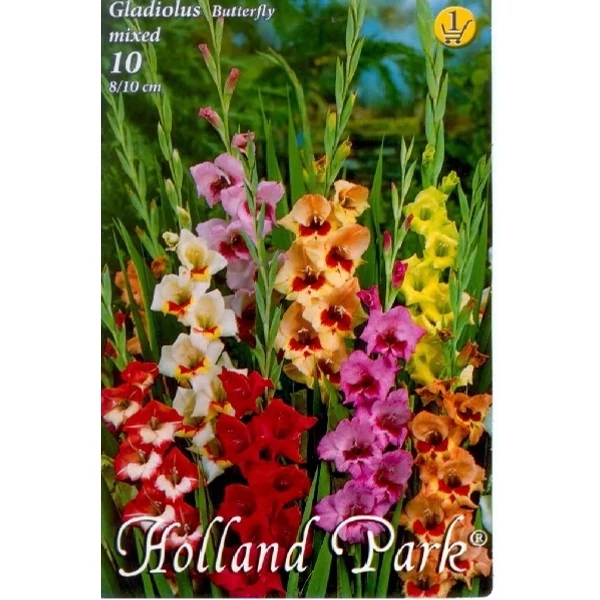 Kardvirág Gladiolus Mixed 10db/cs