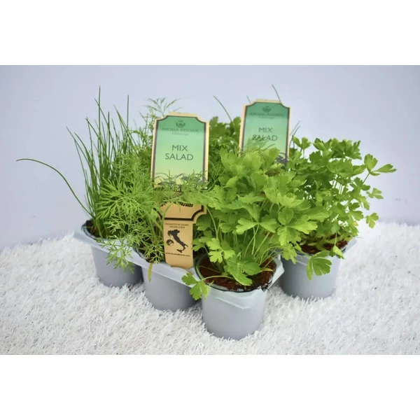 Fűszernövény mix Aroma Riserva SalatMix 3db/pakk D9