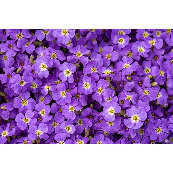 Aubrieta 'Axcent Light Blue' - Pázsitviola világos lila CS17