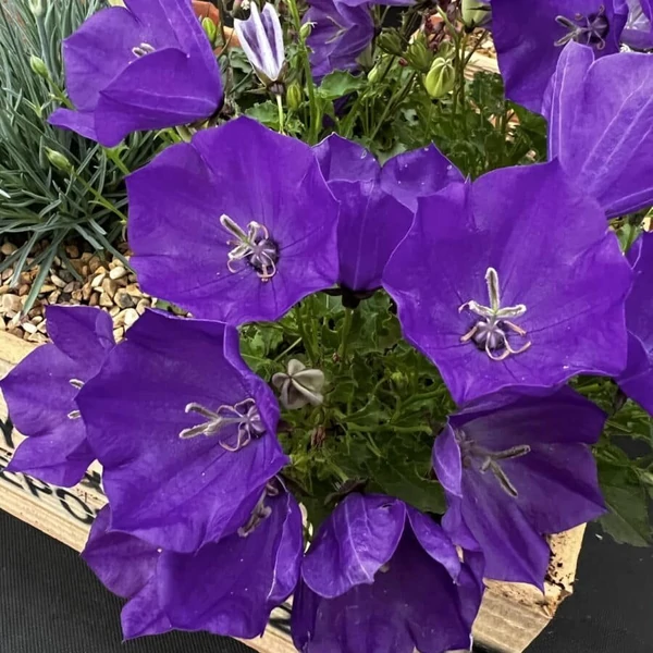 Campanula carpatica -  Harangvirág Blue 