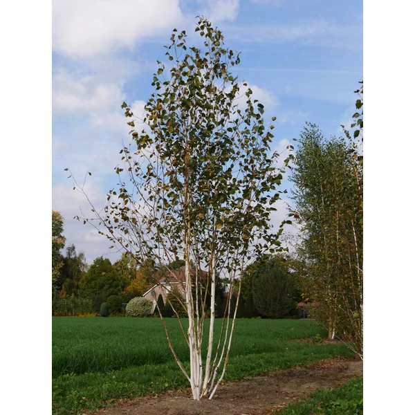 Betula utilis var jacquemontii Bush - Himalájai nyír fehértörzsű CLT 40 H 250+