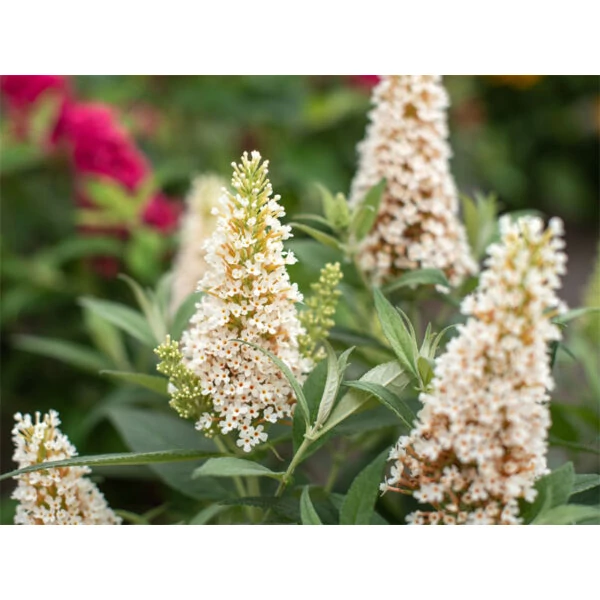 Buddleia davidii 'Butterfly Candy Little White' - Nyáriorgona alacsony K2 15+