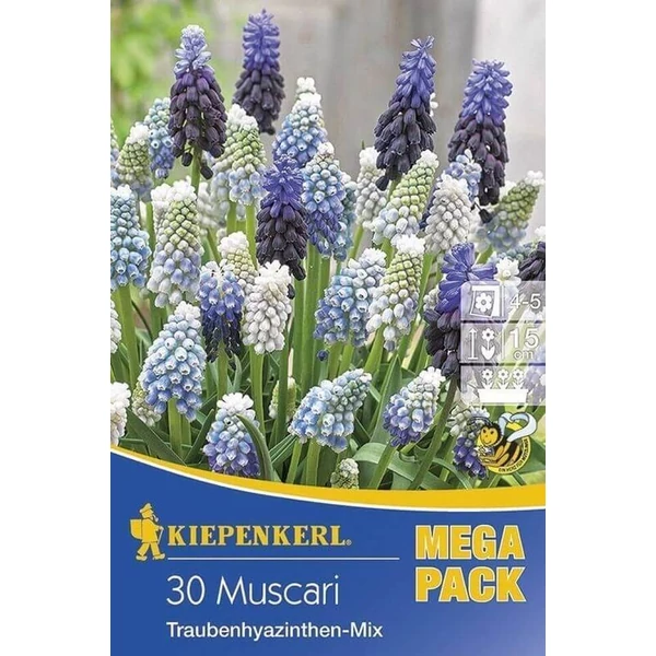 Kiepenkerl Mix gyöngyike virághagymák MEGA PACK 30db